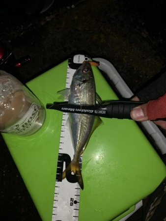 アジング→就寝→ショアジギ