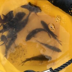 おせんしかいない