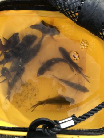 おせんしかいない