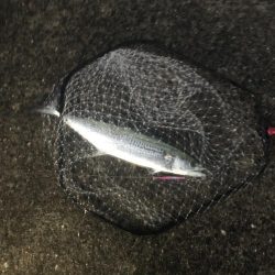 青物まだいるな〜