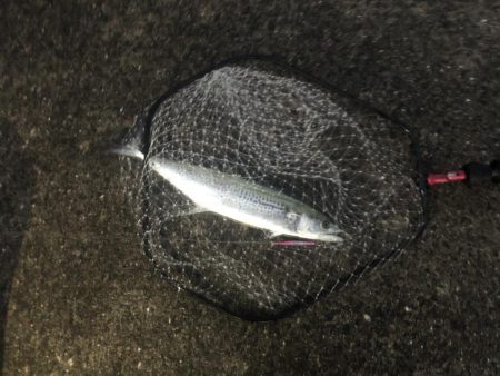 青物まだいるな〜