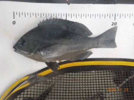 大蔵海岸グレ絶好調