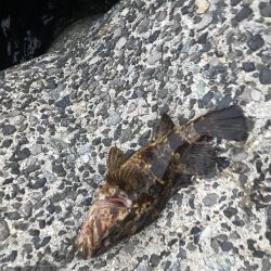 今シーズン初メバリング