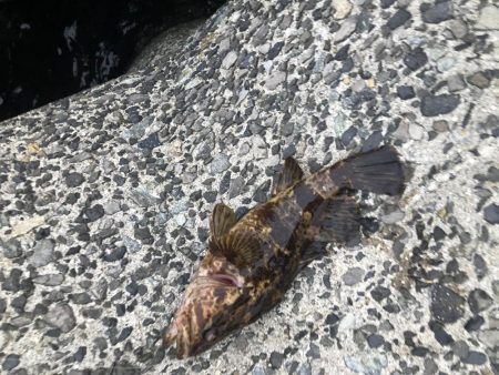 今シーズン初メバリング