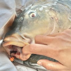 ついに来た！猪名のメーター鯉