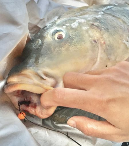 ついに来た！猪名のメーター鯉