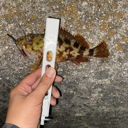 アジの釣果情報を元に瀬戸内海にて