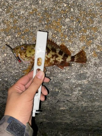 アジの釣果情報を元に瀬戸内海にて