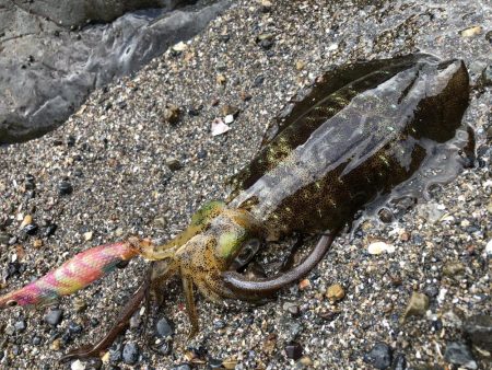 秋イカエギング