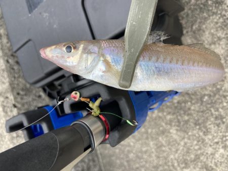 デイライトゲーム