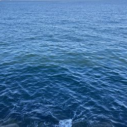 ハマチがポツポツ