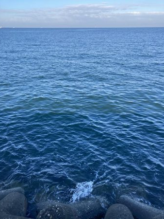 ハマチがポツポツ