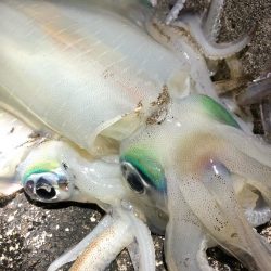 2020 佐渡ヶ島エギング 41回目