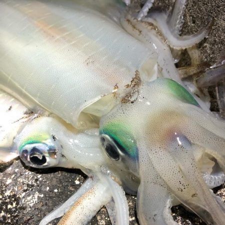 2020 佐渡ヶ島エギング 41回目