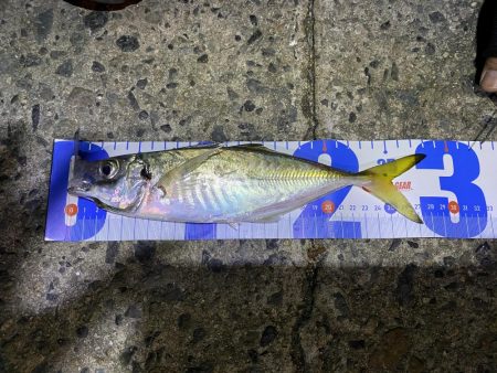 広島からアジを求めて