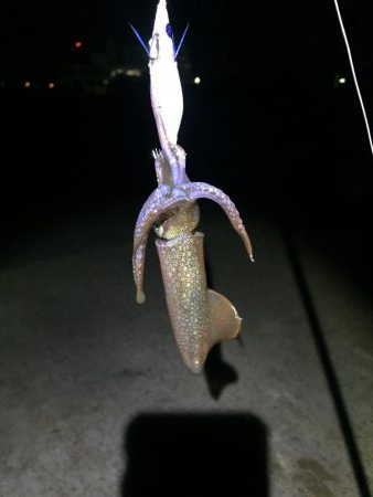 ヒイカ調査３ &アジング