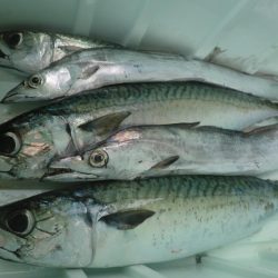 【リタックル】にて神戸沖タチウオジギング