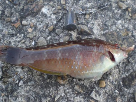 久しぶりの市役所裏