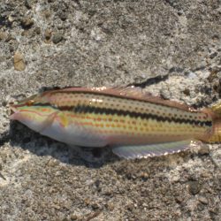 チャリ子も居ない