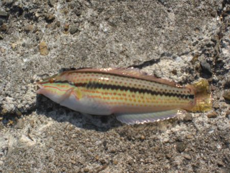 チャリ子も居ない