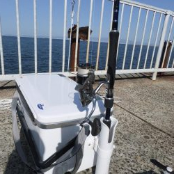 ギリ、メジロ!?