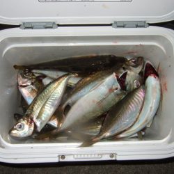 遠投してなんとかゲット