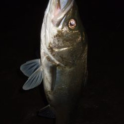 久々に河川シーバスで連発