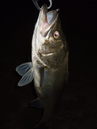 久々に河川シーバスで連発