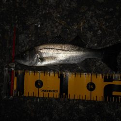 チーバスパラダイス…。