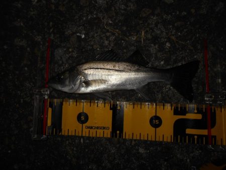 チーバスパラダイス…。