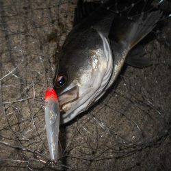 テトラ際のシーバス。