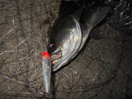 テトラ際のシーバス。
