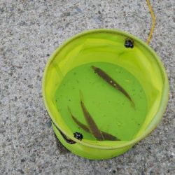 ひさびさにサビキ