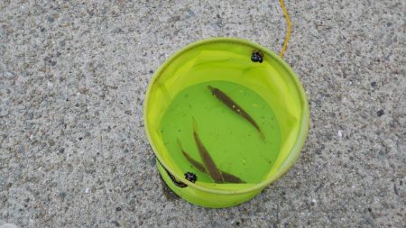 ひさびさにサビキ