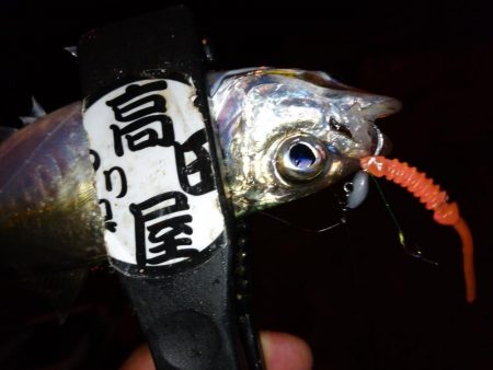 少しだけアジング