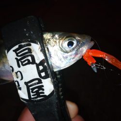 久々のアジング