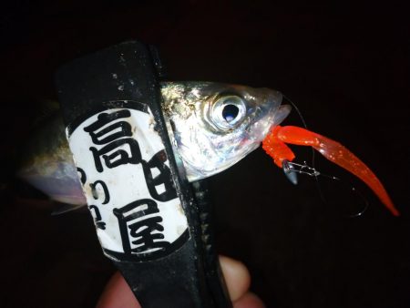 久々のアジング