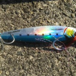 ハマチ釣れたけど…