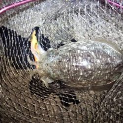 アオリ&コウイカ