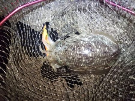 アオリ&コウイカ