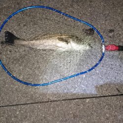 アジングタックルでシーバス？