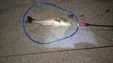 アジングタックルでシーバス？