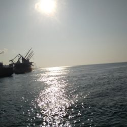 メジロ、ツバス