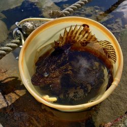 江井ヶ島・穴釣りで良型!