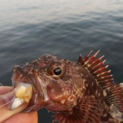 ガシラ20  フグ1