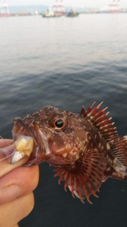 ガシラ20  フグ1