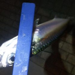 ガシラ12 アジ1 サバ1