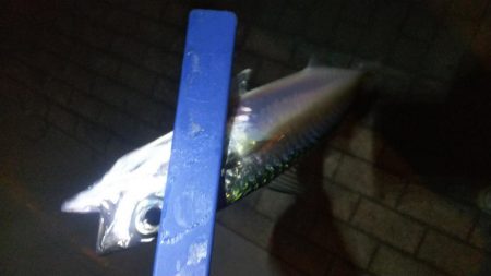 ガシラ12 アジ1 サバ1