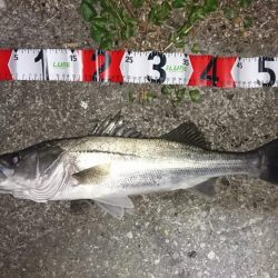 お試しのつもりが