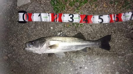 お試しのつもりが